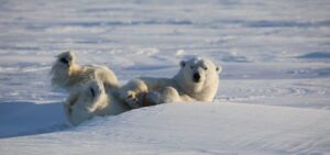 jääkaru Spitsbergenis