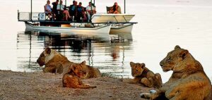 lions-boat-safari-zambia-590