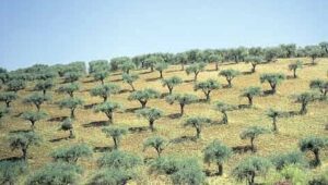 oliivipuud