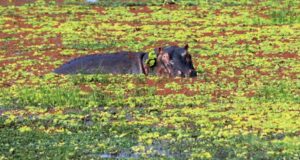 south-luangwa-national-park